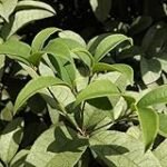 Los mejores aceites esenciales de árbol de canela en España: análisis y comparación