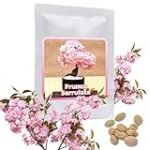 Mejores aceites con aroma a flor de cerezo: Descubre las joyas de España