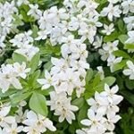 Análisis del menú de aceites de azahar en Aranjuez: Descubre los mejores productos para tu cocina