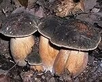Los mejores aceites para realzar el sabor del Boletus Aereus: Recetas y recomendaciones