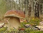 Análisis de aceites: Descubre los beneficios del boletus boletus en tus preparaciones culinarias