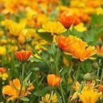 Análisis de los mejores aceites de caléndula y sus poderosas propiedades medicinales
